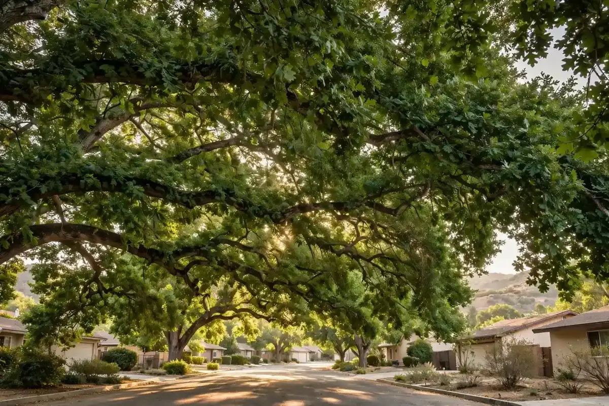 Mature oak canopy over a residential street